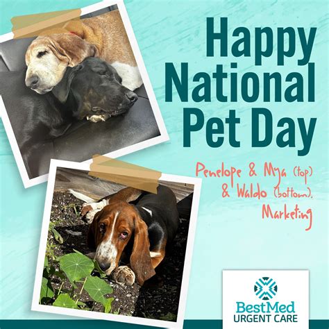 BestMed - Once a year, our intranet goes to the dogs. And cats. And