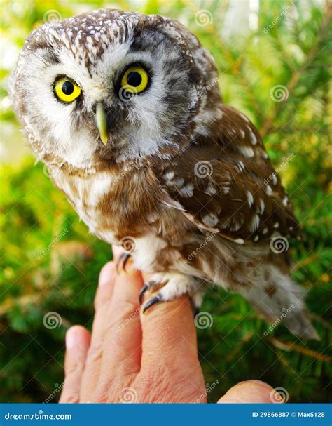 Owl (Aegolius funereus) stock image. Image of sits, predatory - 29866887