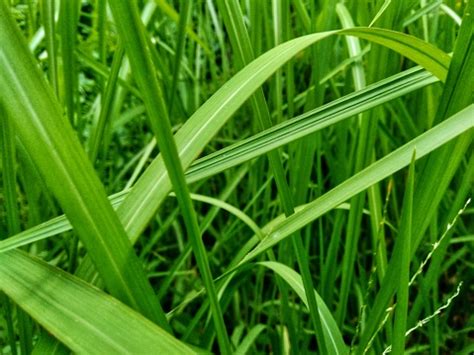 foto closeup rerumputan  taman  jakarta bagian  foto stok