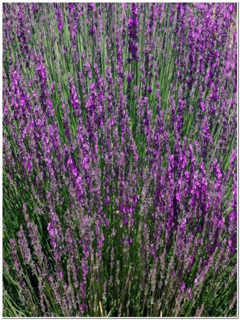 Pianta Di Lavanda Passione Piante Vivaio Online