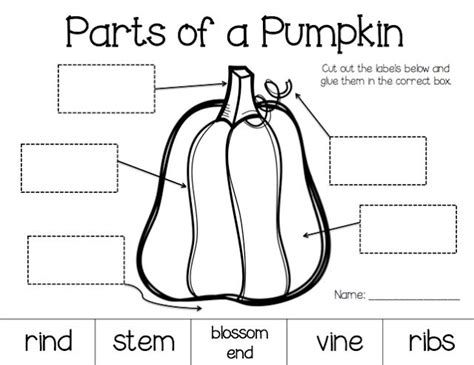 Parts Of A Pumpkin Labeling Teaching Pinterest Pumpkins Great