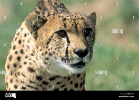 Close Up Of Cheetah Staring Intently Stock Photo Alamy