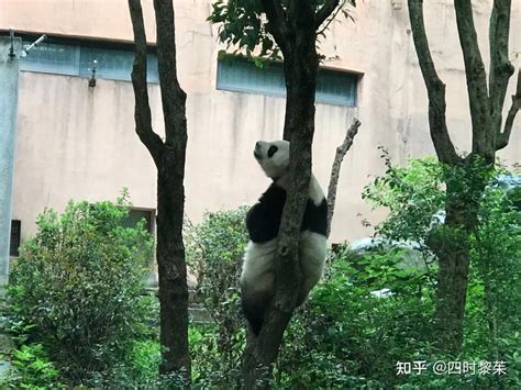 在四川看大熊猫（一）成都篇 知乎