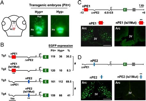 Islet 1 Specifies The Identity Of Hypothalamic Melanocortin Neurons And