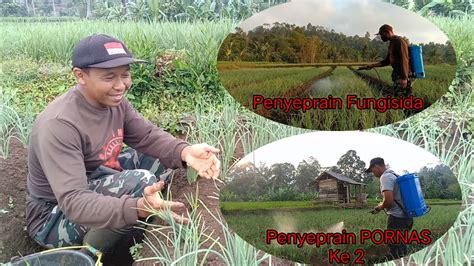 Penyepraian PORNAS Ke 2 Di Sore Hari Penyeprain Fungisida Di Pagi