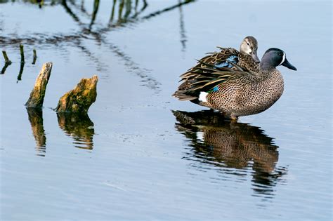 Lake Apopka Wildlife Drive · Wildlife Viewing Drives