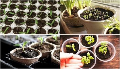 Best Tips Tricks For Starting Seeds Indoors