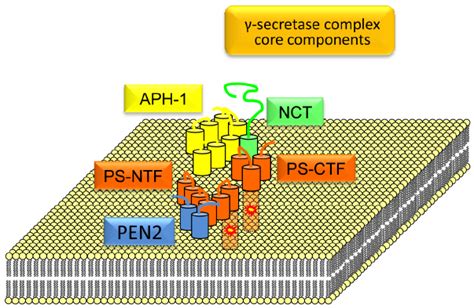 Structure Of Core The γ Secretase Proteolytic Complex The Core γ