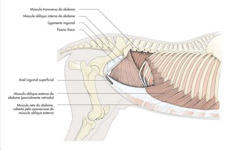 músculo da parede abdominal do equino