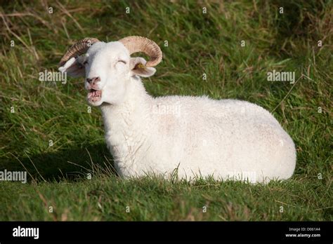 Solo Sheep In Rural Field Hi Res Stock Photography And Images Alamy