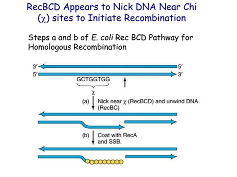 PPT E Coli RecBCD Pathway Of Homologous Recombination I PowerPoint