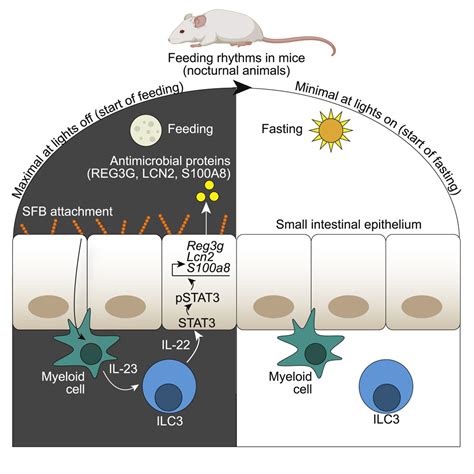 The Microbiota Coordinates Diurnal Rhythms In Innate Immunity With The