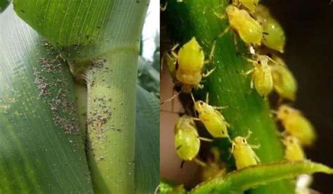 Prevention and Controlling of Pests in Corn Field