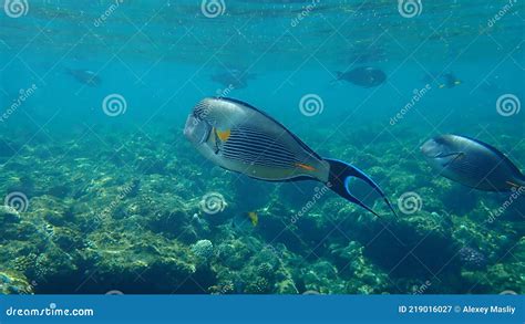 Sohal Surgeonfish Eller Sohal Tang Eller Arabian Surgeonfish Acanthurus