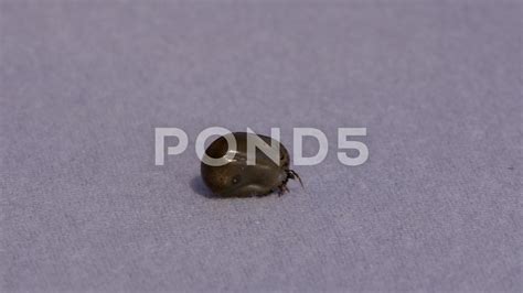 Ixodes Scapularis Engorged