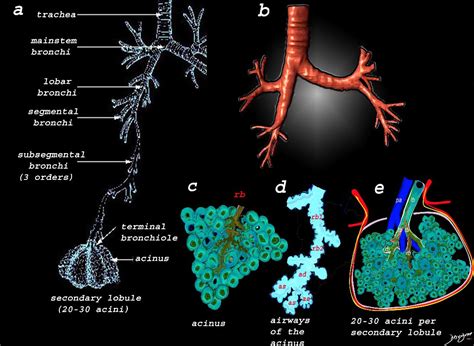 Diagrams Segmental And Subsegmental Airways Lungs