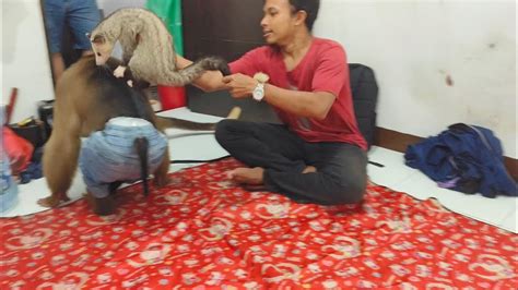 reaksi beruk besar ketemu sama musang jakarta selatan youtube