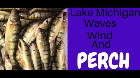 Lake Michigan Perch Fishing YouTube