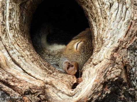 Check your trees for nests before trimming or pruning | Forest Preserve District of Will County