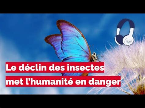 Podcast Le déclin des insectes met lhumanité en danger YouTube