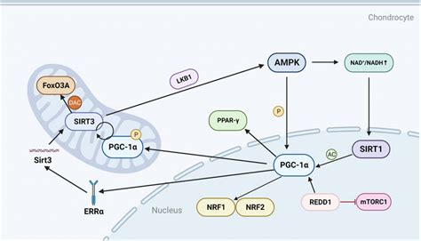 Frontiers PGC 1α in osteoarthritic chondrocytes From mechanism to