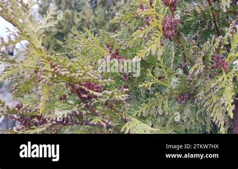 Thuja Occidentalis Northern White Cedar Eastern White Cedar Or