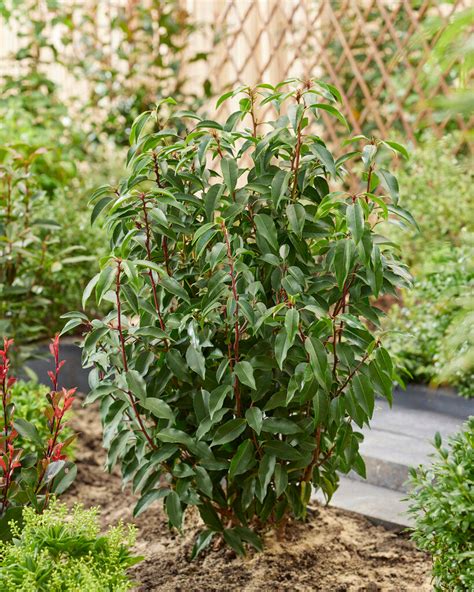 Portuguese Laurel Prunus Lusitanica Angustifolia