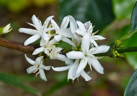 Les Fleurs De Martinique Madinina L Le Aux Fleurs