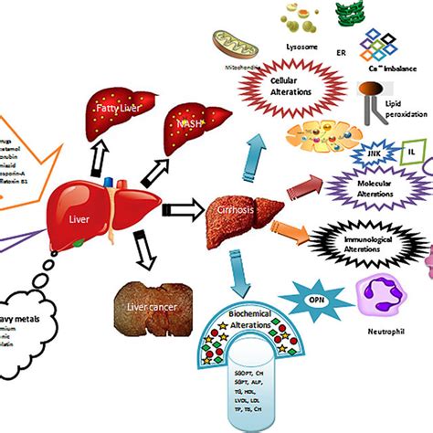 -Biochemical indicators of hepatotoxicity. Arrow indicates elevated ...