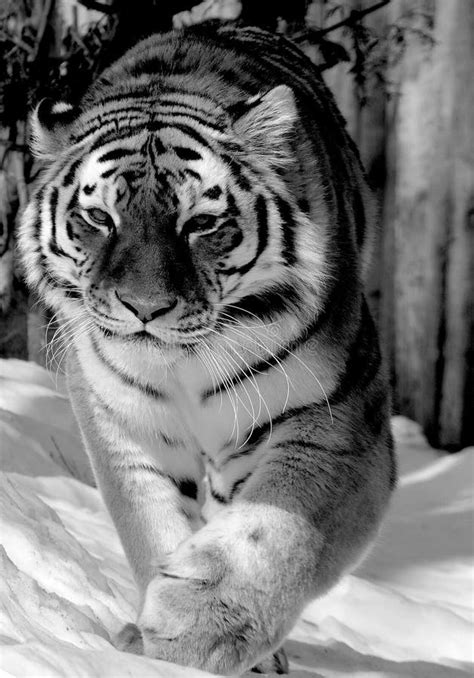 Amur Siberian Tiger Is A Panthera Tigris Tigris Stock Photo Image Of