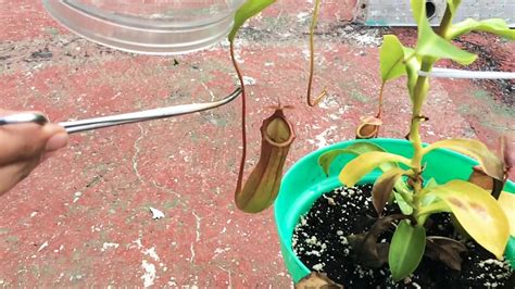 Alimentando Planta Carnívora Con Araña Viva Feeding Pitcher Plant