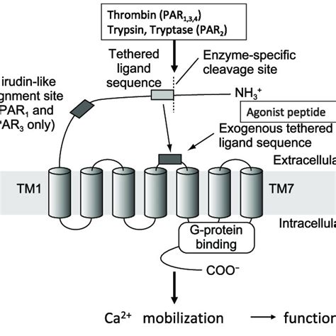 Structure And Activation Of Proteinase Activated Receptor PAR