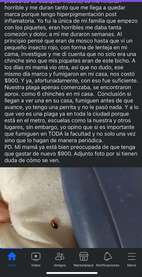 Por Supuesta Plaga De Chinches Suspenden Clases En Facultad De Qu Mica