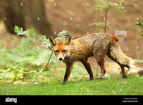 Red Fox Vulpes Vulpes At European Forest Wildlife Scene From Czech