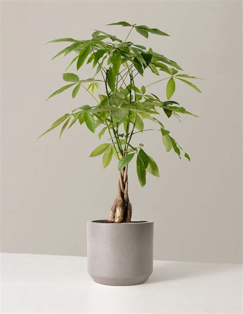 Large Money Tree Indoor Plants Houseplants For Delivery The