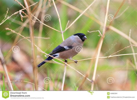 Eurasian Bullfinch Female Stock Photo Image Of Asia