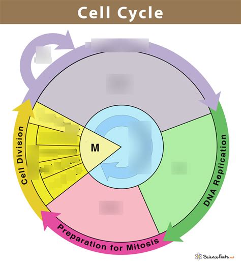 Biology Unit A Diagram Quizlet