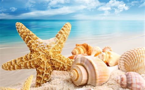 Seashells Wallpapers Top Free Seashells Backgrounds Wallpaperaccess