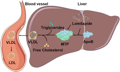 Lomitapide Repurposing For Treatment Of Malignancies A Promising