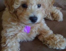 Bichon Poo (Bichon-Poodle mix) Info, Puppies, Pictures, Temperament