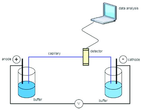 Scheme 1 Capillary Electrophoresis System Download Scientific Diagram