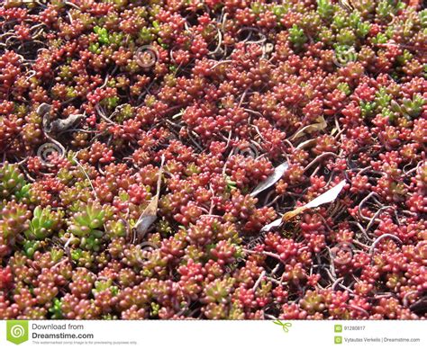 Planta Suculenta Sedum Rubrotinctum Imagen De Archivo Imagen De