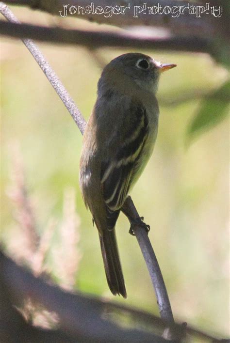 Northern Illinois Birder Yellow Bellied And Olive Sided Flycatchers