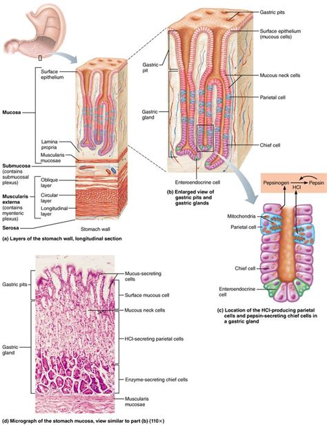 Anatomy Of The Alimentary Canal Human Anatomy Plexus Products