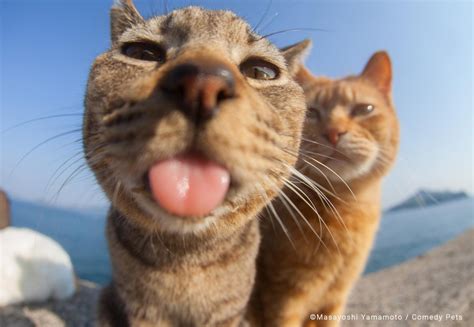 Concurso Elege Fotos Mais Engra Adas De Animais Dom Sticos Veja