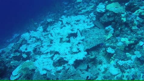 Recent coral bleaching in the Chagos Archipelago | Chagos Conservation ...