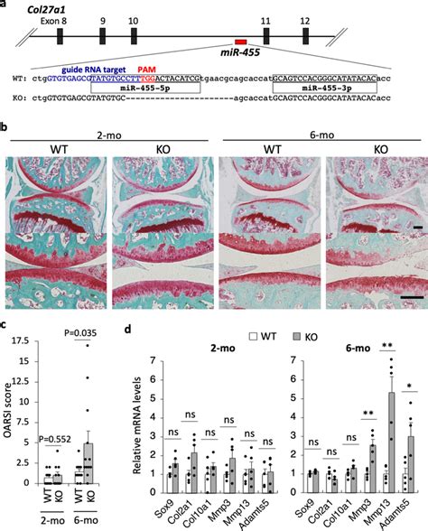 Mir 455 Knockout Mice Show An Oa Like Phenotype A Genetic Deletion In