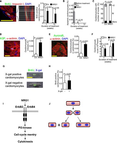 Neuregulin1erbb4 Signaling Induces Cardiomyocyte Proliferation And