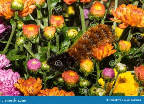 Banded Woolly Bear Caterpillar Stock Photo - Image of festival ...