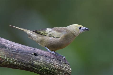 Palm Tanager Tangara palmarum Thraupis palmarum